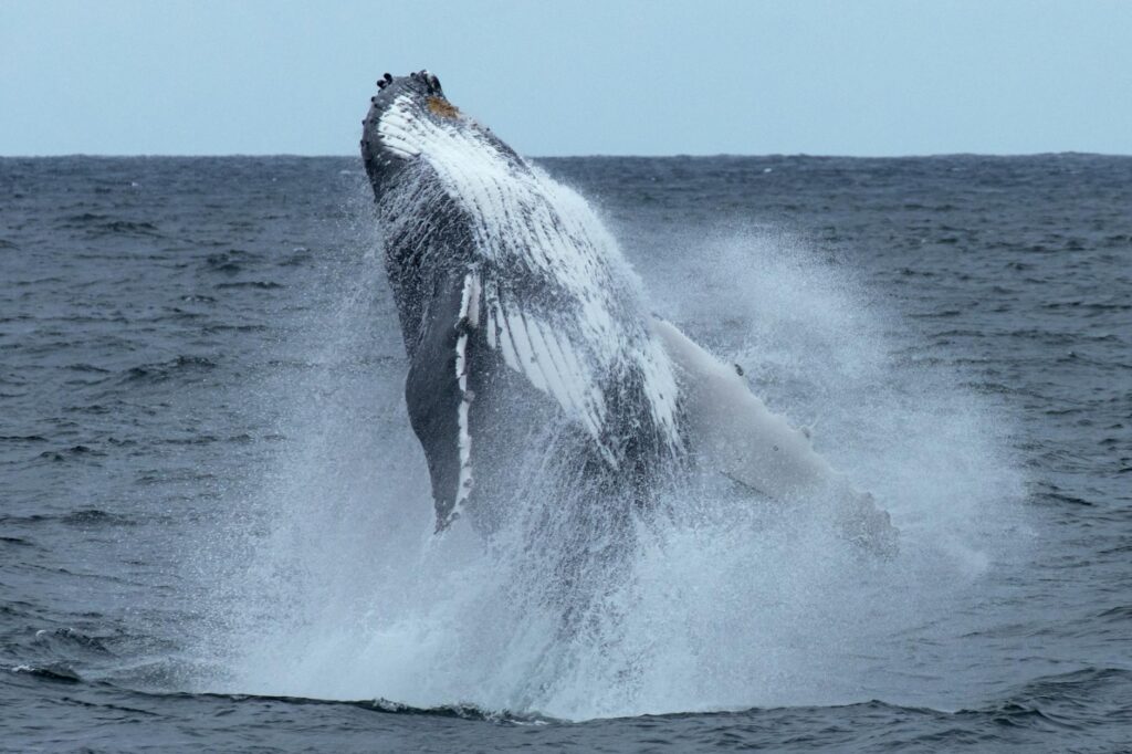 baleen whale feeding
