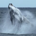 baleen whale feeding