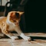 How to Entertain Cats: Beyond the Boredom