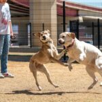 dog playing with interactive toy