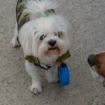 dog with healthy gut