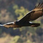 How Old Is Justin Bieber Right Now?