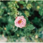 Rose Bundy: Cost, Value, and Investment in 2026