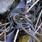 Snake Eggs: Identification, Birth, and Garden Safety